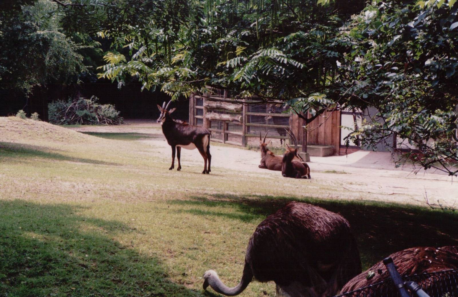 Frankfurt Zoo 1999 - Sable Antelope and Ostrich