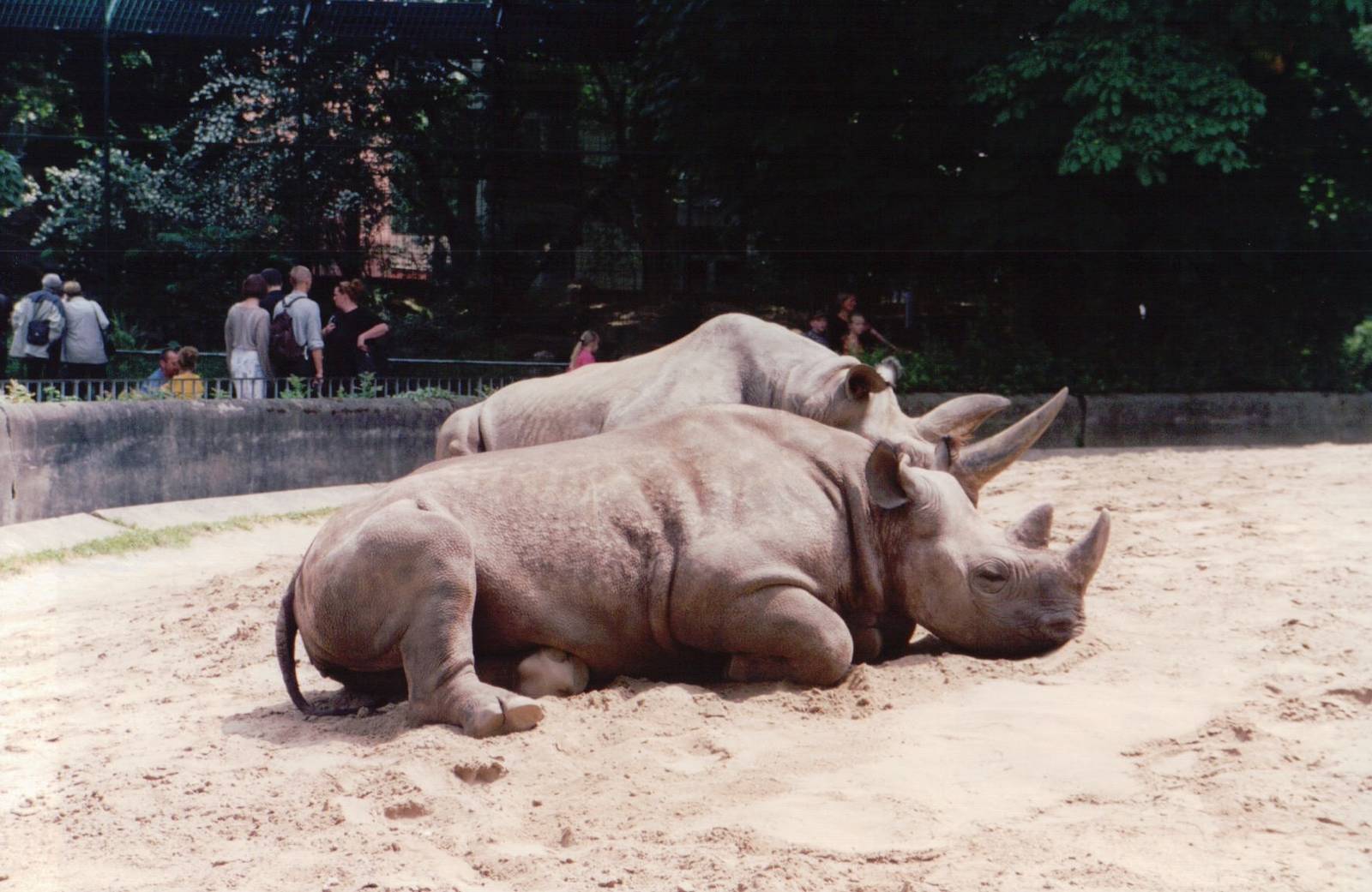 Frankfurt Zoo 1999 - Southern Black Rhinoceros