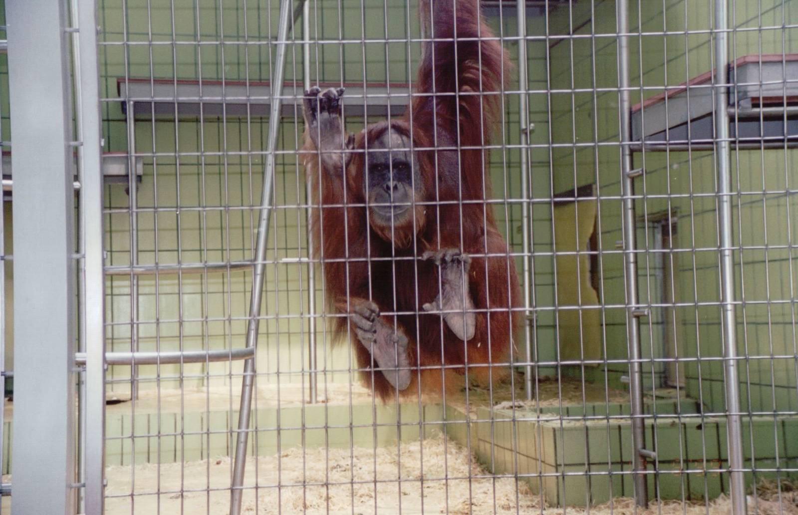 Frankfurt Zoo 1999 - Sumatran orangutan