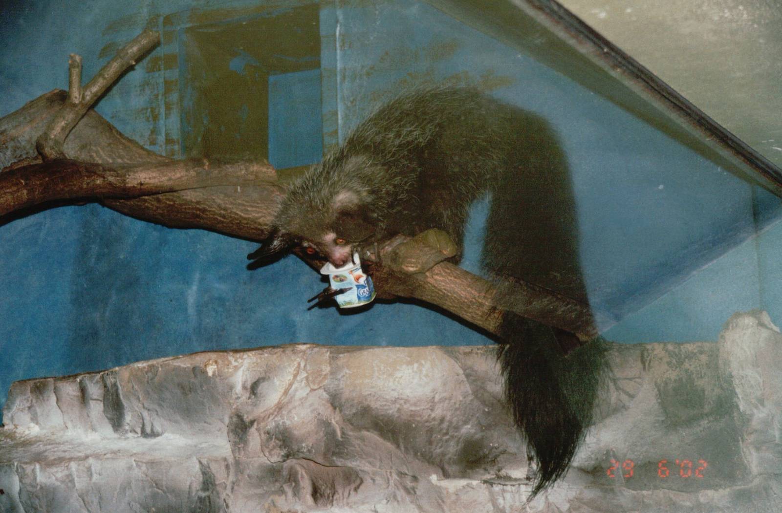 Frankfurt Zoo 2002 - Aye Aye