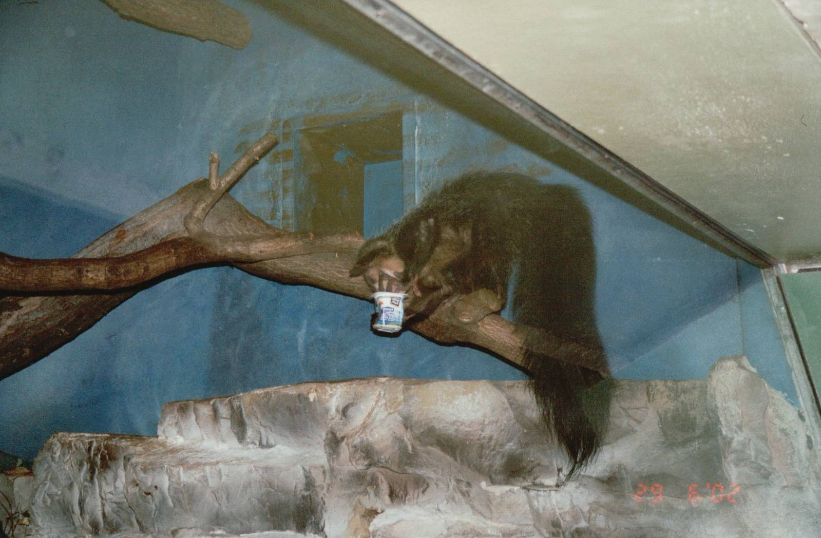 Frankfurt Zoo 2002 - Aye Aye