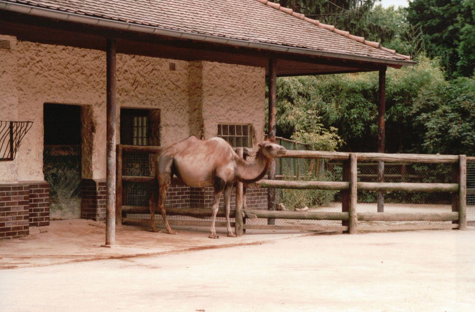 Frankfurt Zoo 2002 - Bactrian Camel