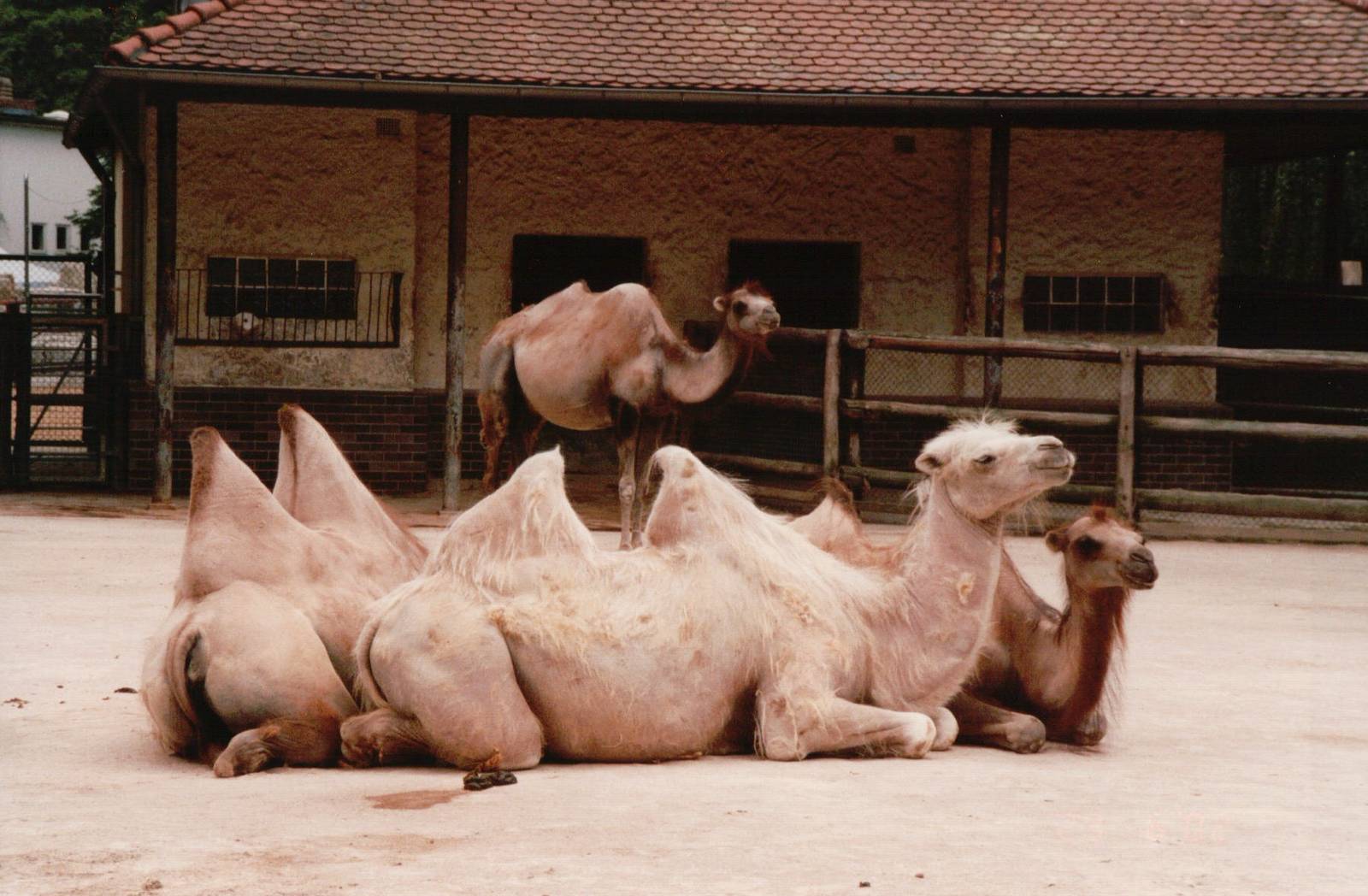 Frankfurt Zoo 2002 - Bactrian Camels
