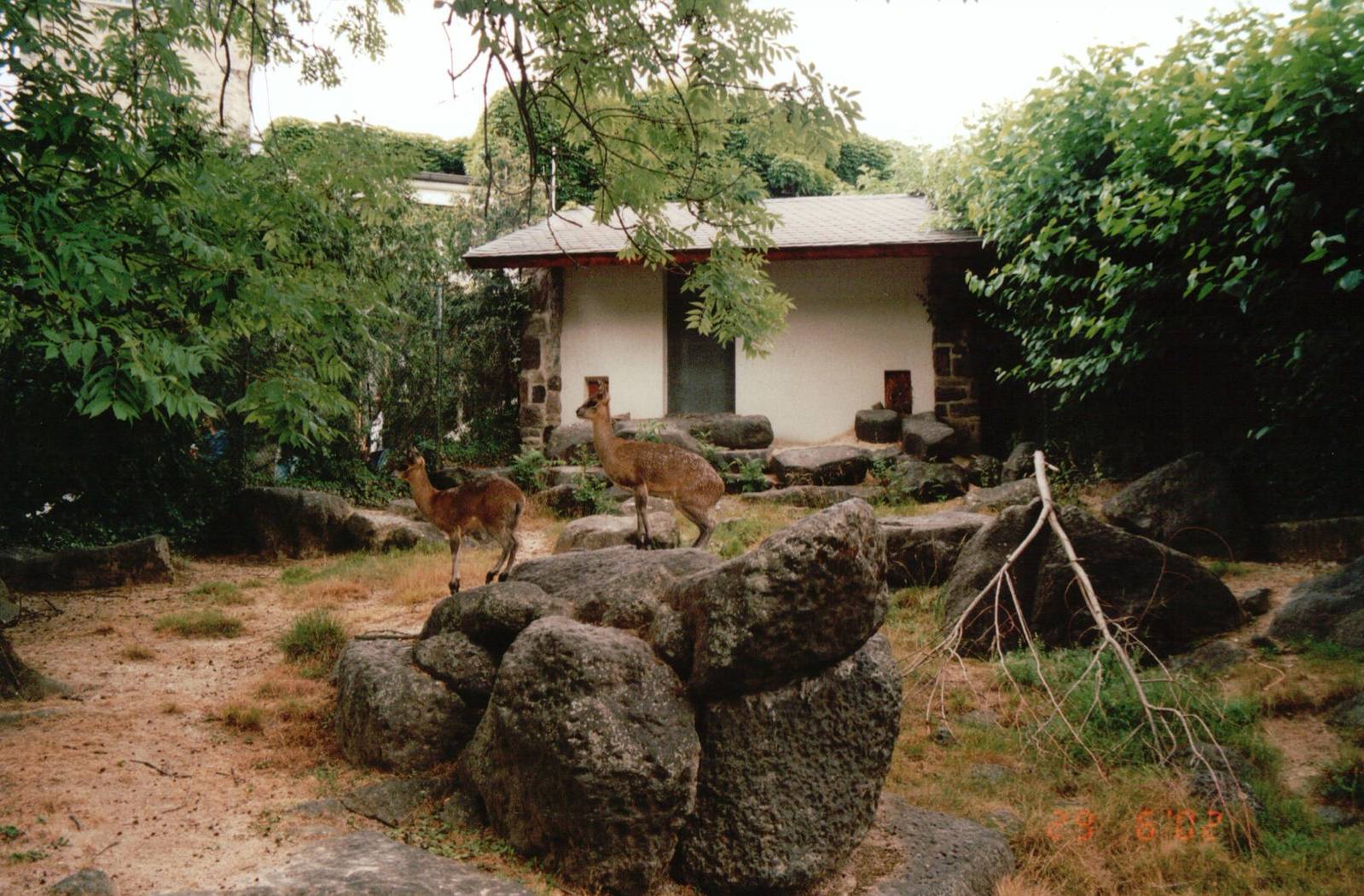Frankfurt Zoo 2002 - Klipspringer exhibit