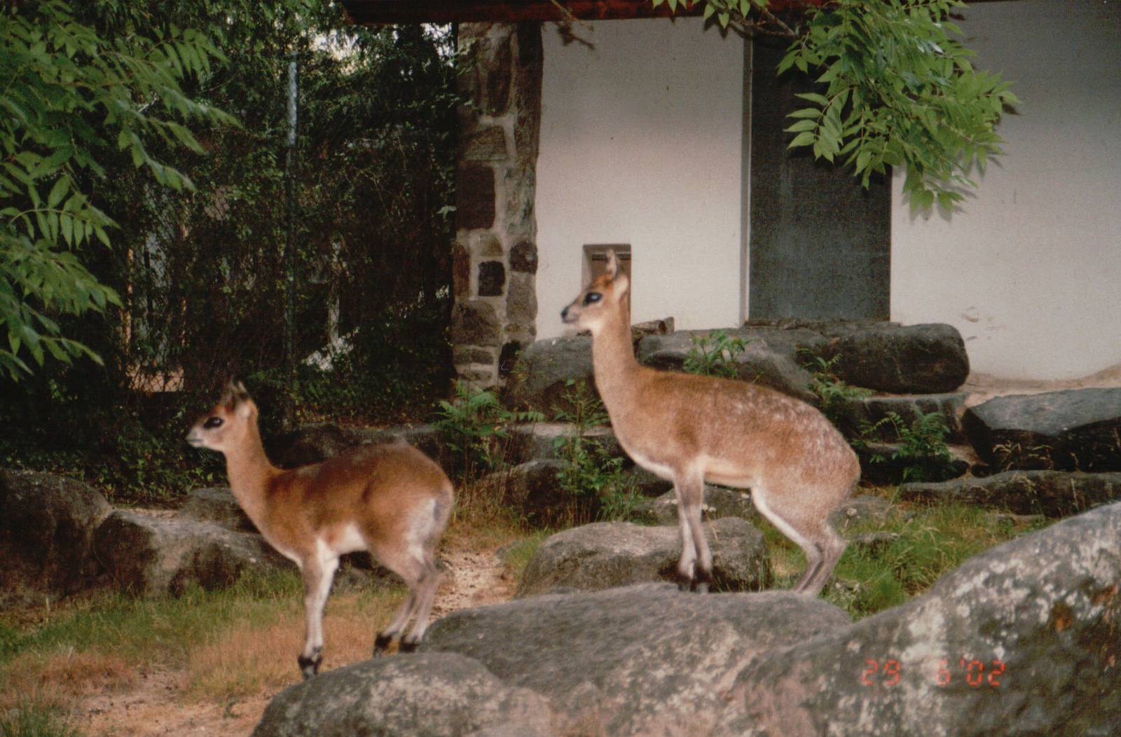Frankfurt Zoo 2002 - Klipspringers