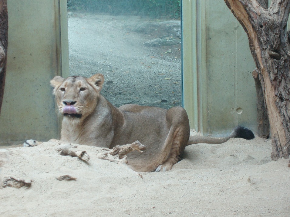 Frankfurt Zoo - Asian lion