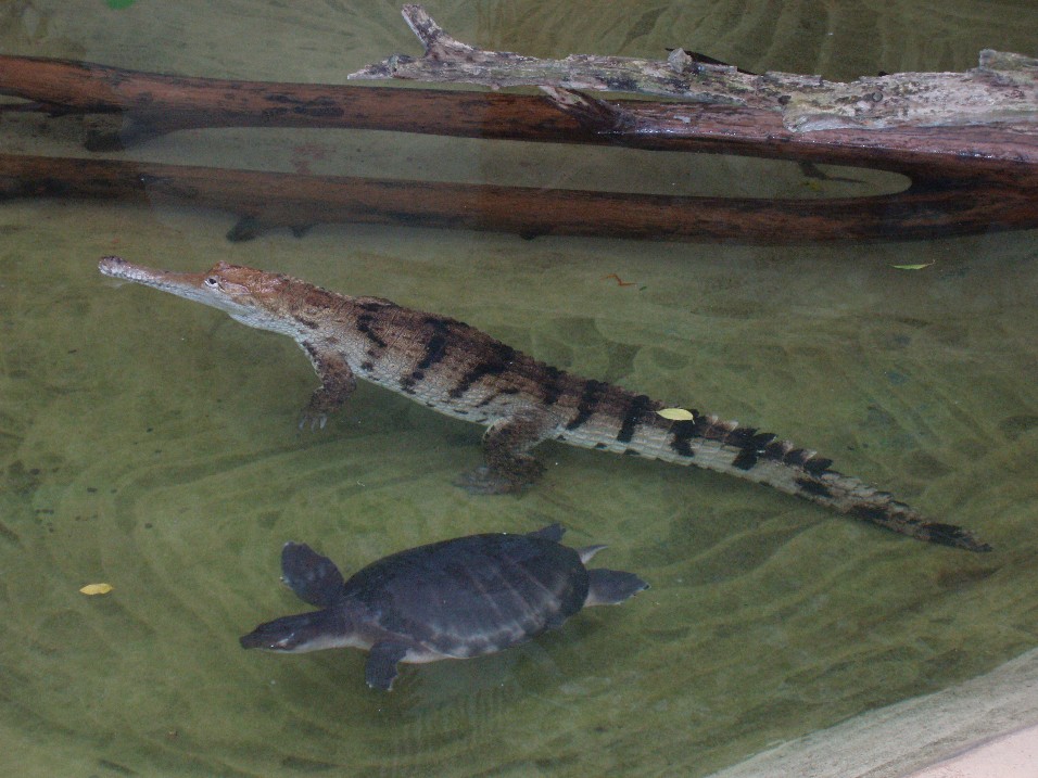 Frankfurt Zoo - Australian freshwater crocodile
