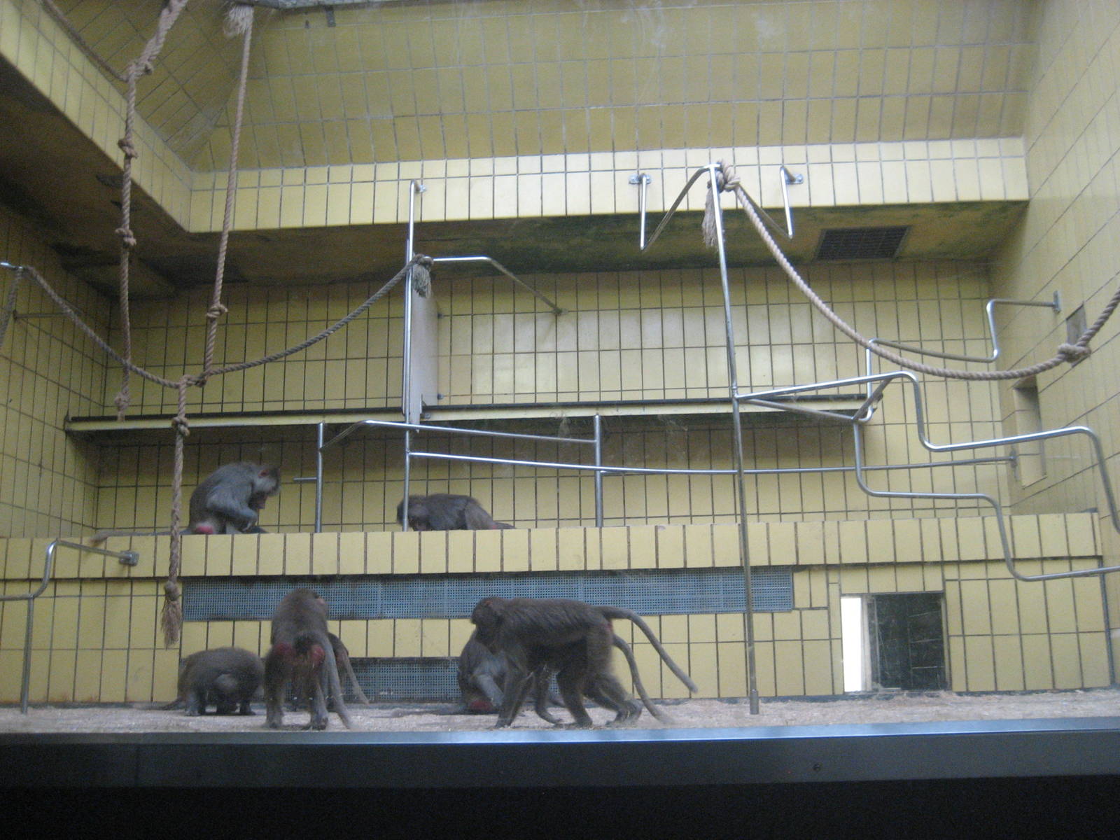 Frankfurt Zoo - Baboon exhibit