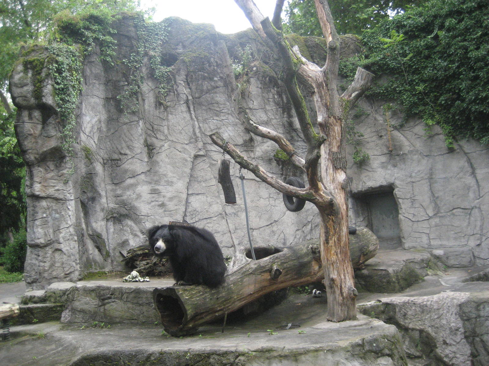Frankfurt Zoo - Bear grotto