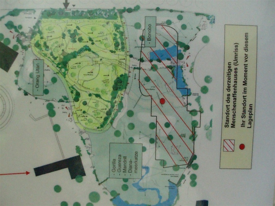 Frankfurt Zoo - Borgori-wald