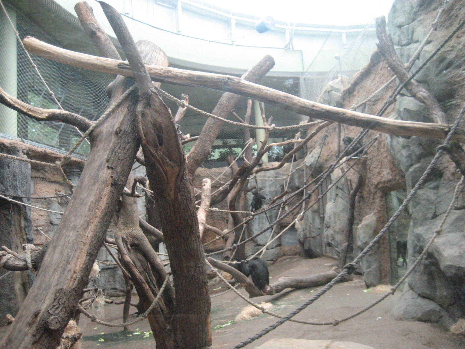 Frankfurt Zoo - Borgori Wald