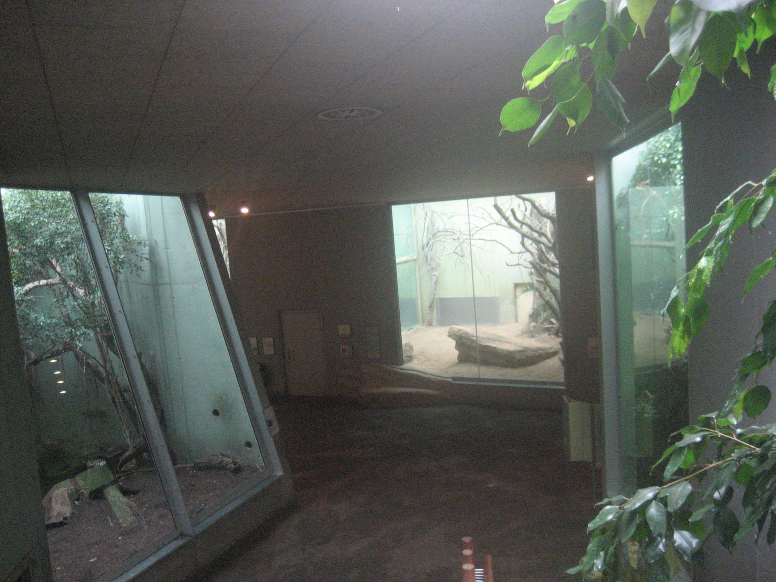 Frankfurt Zoo - Cat jungle