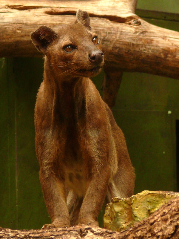 Frankfurt Zoo - Fossa