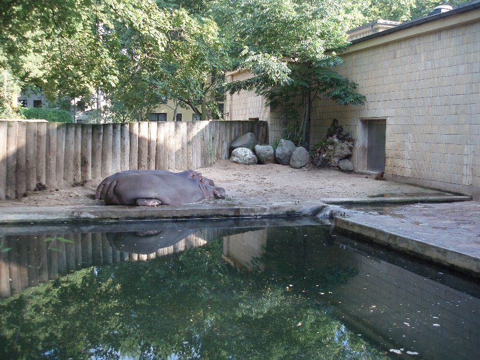 Frankfurt Zoo - Hippo enclosure