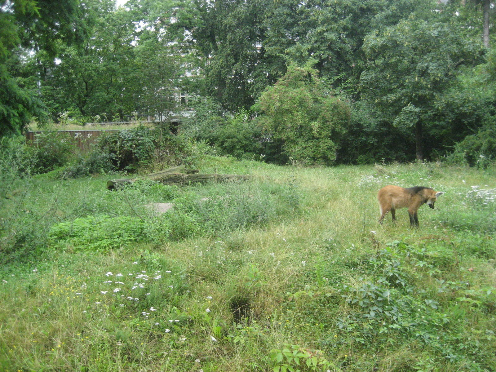 Frankfurt Zoo - Maned wolf exhibit