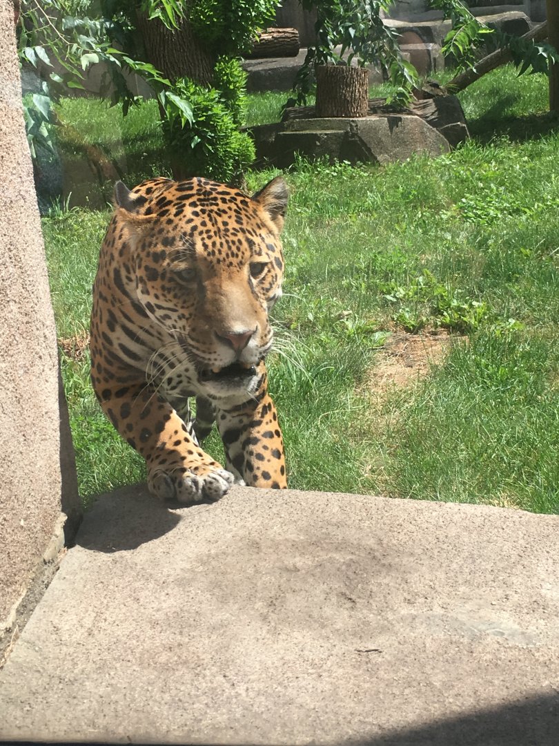 Frankie | Milwaukee County Zoo