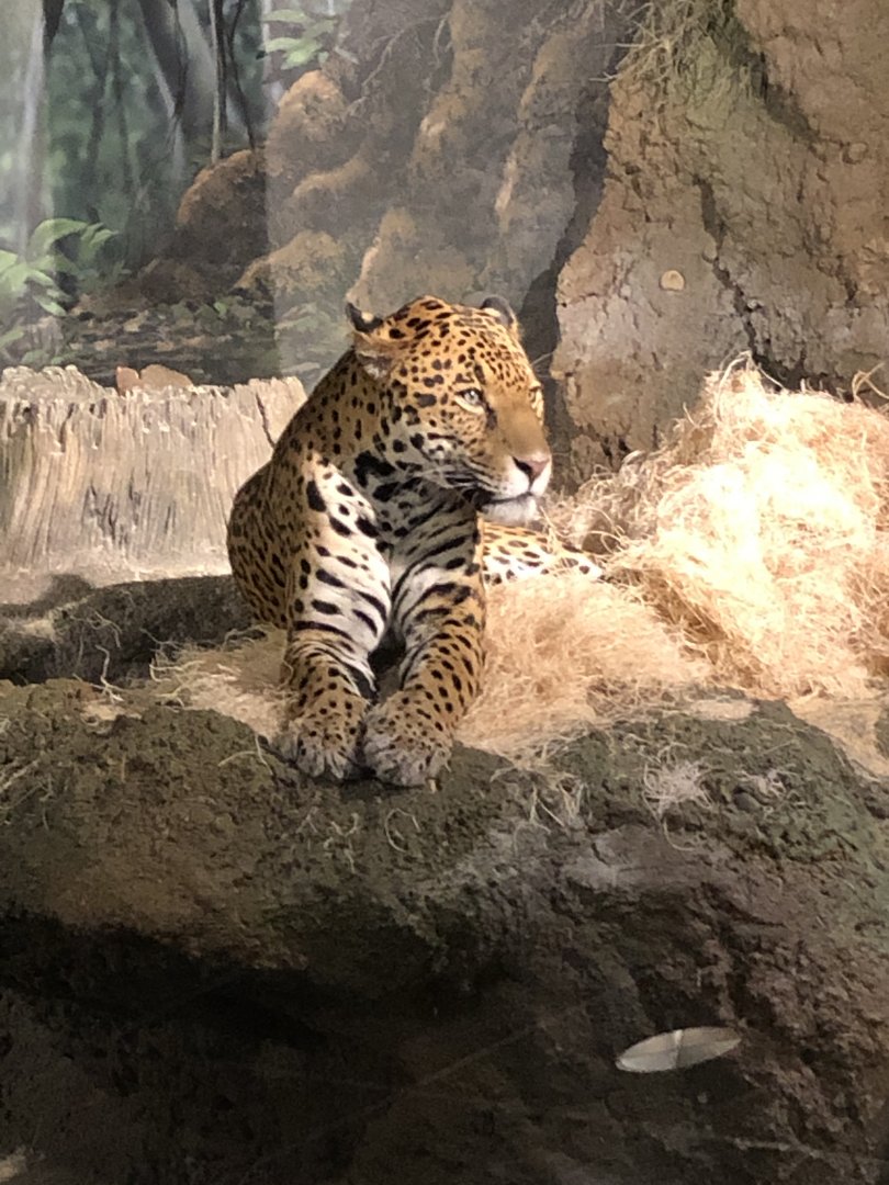 "Frankie" the Jaguar