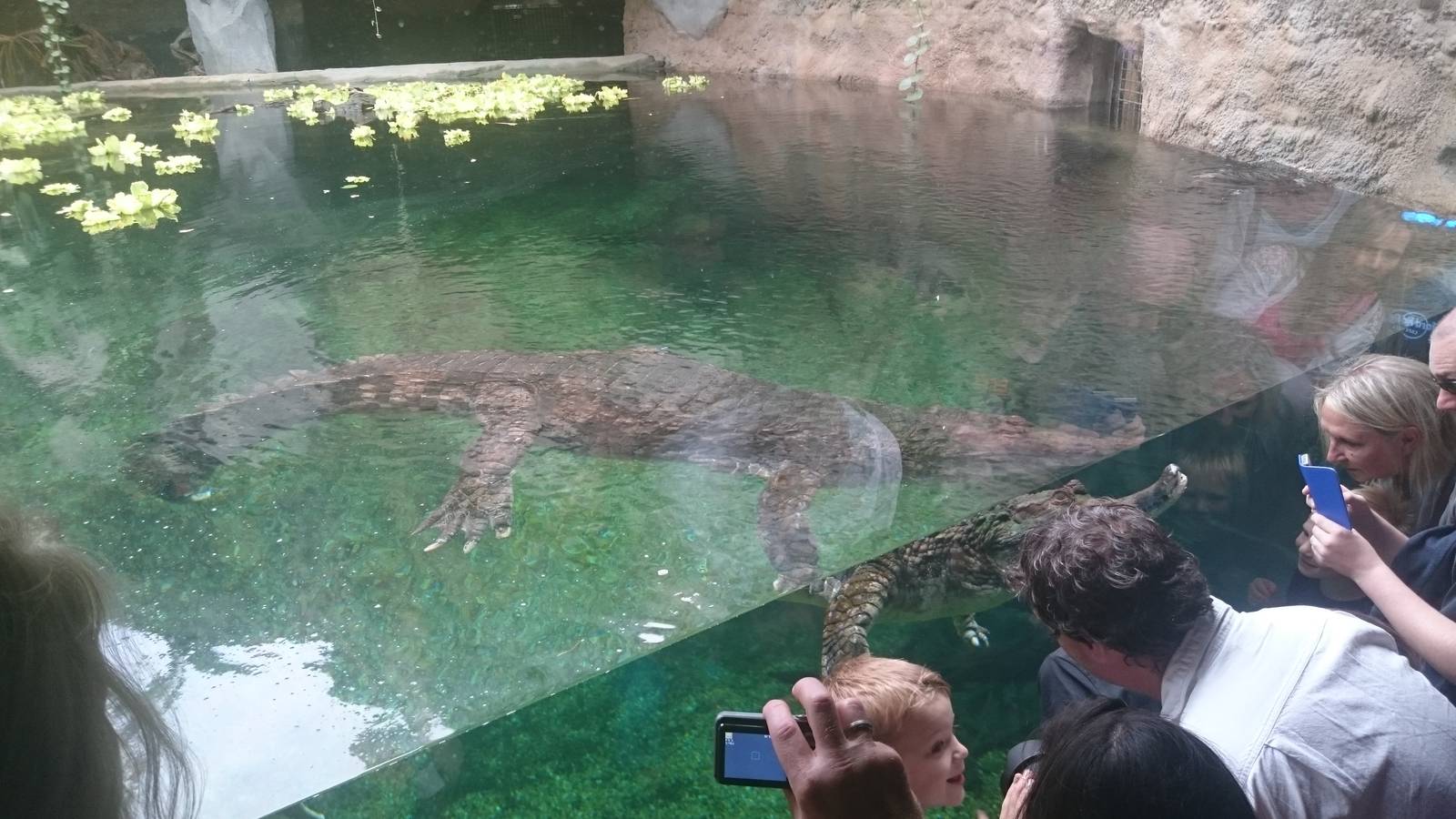 Frankie the Sunda Gharial