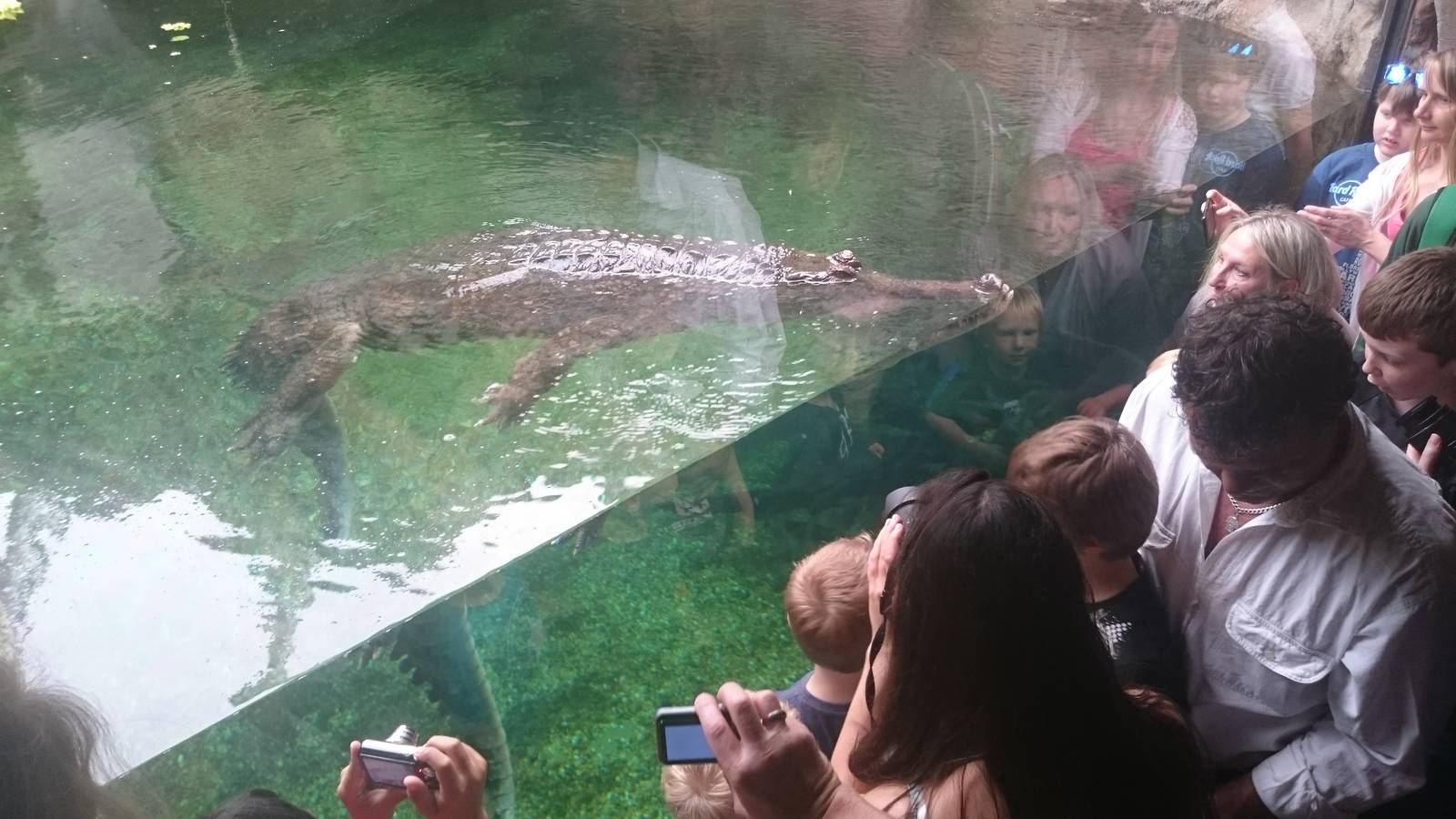 Frankie the Sunda Gharial