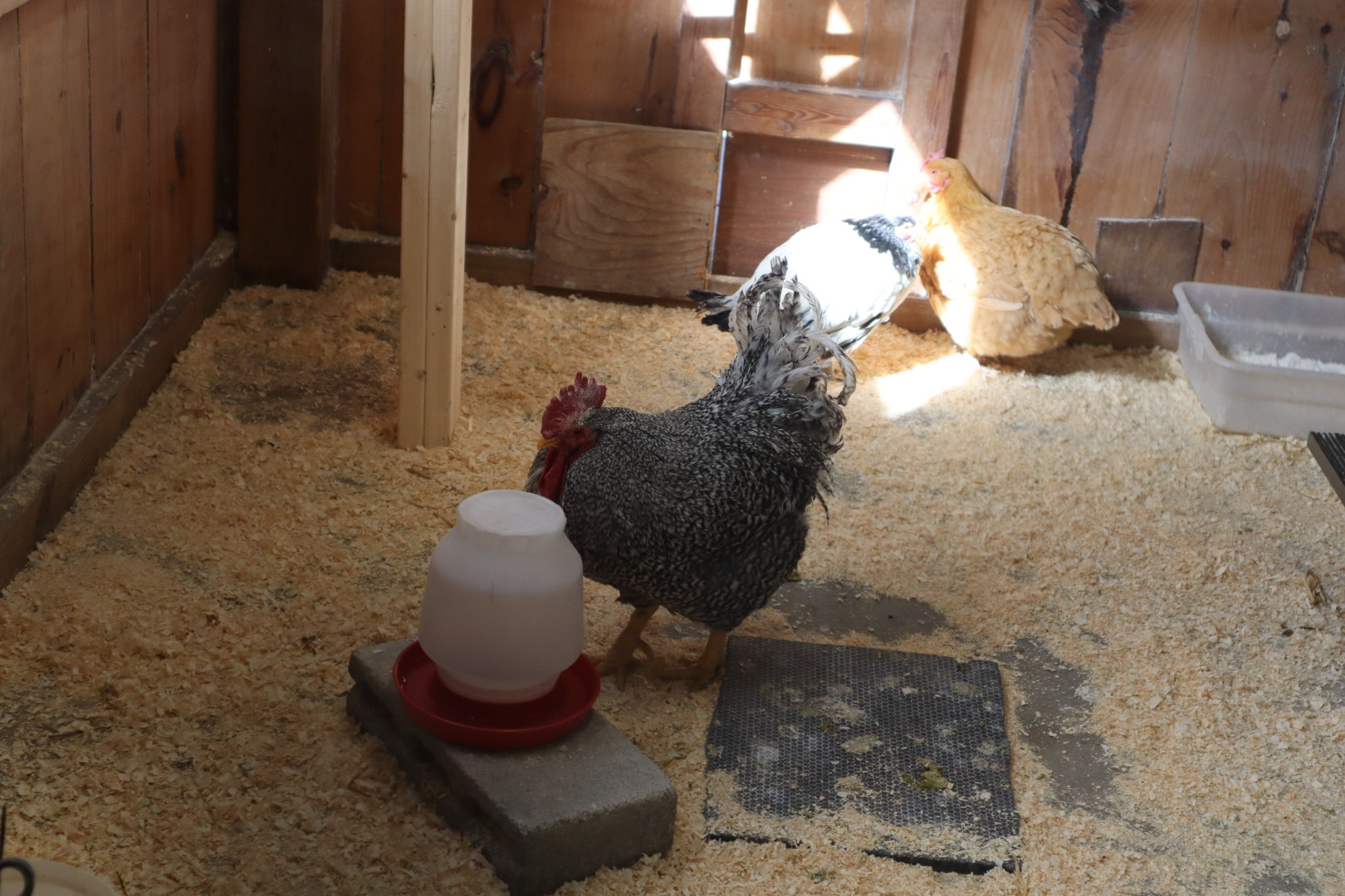 Franklin Farm - Chicken