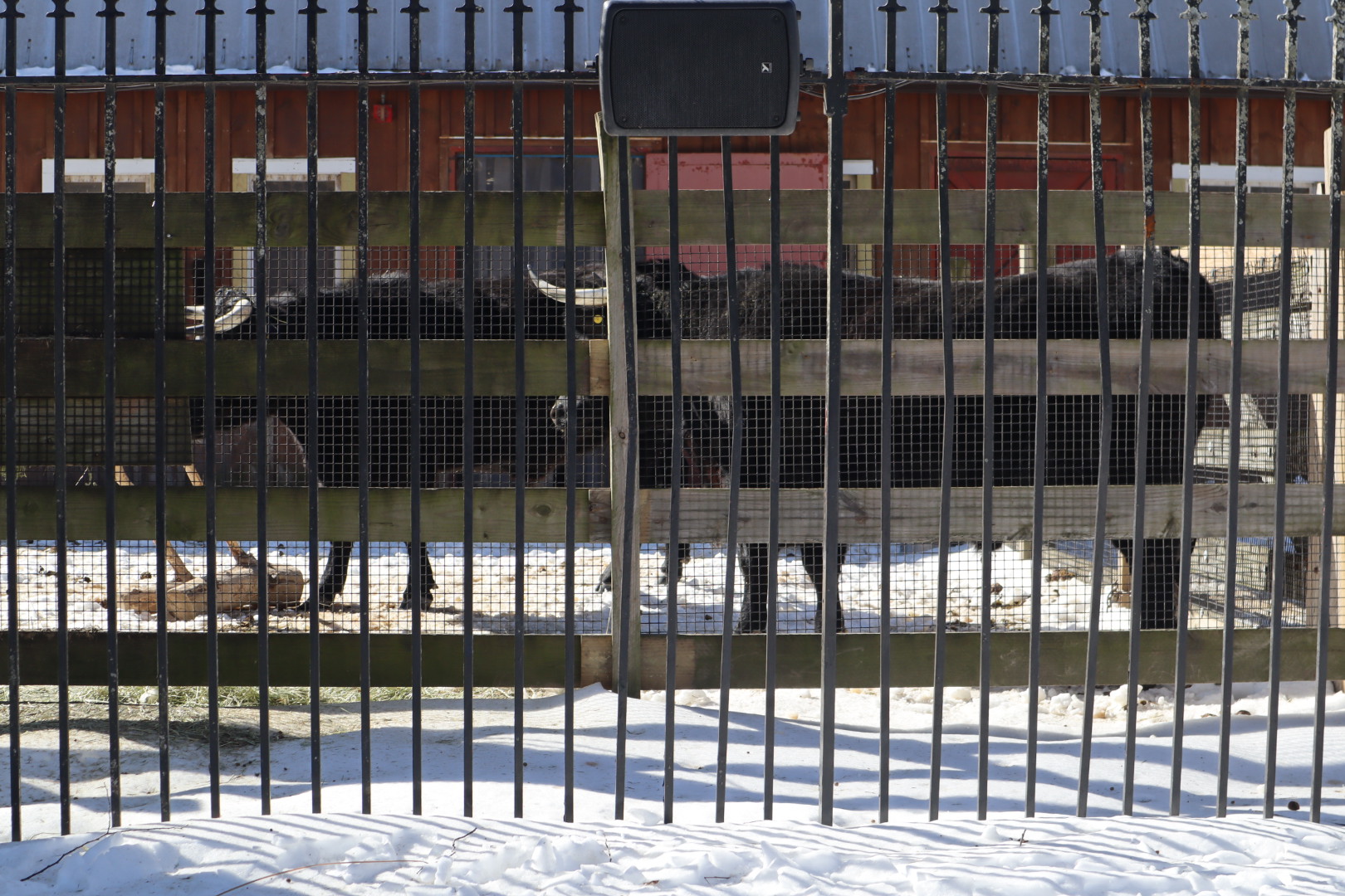 Franklin Farm - Dexter Cattle