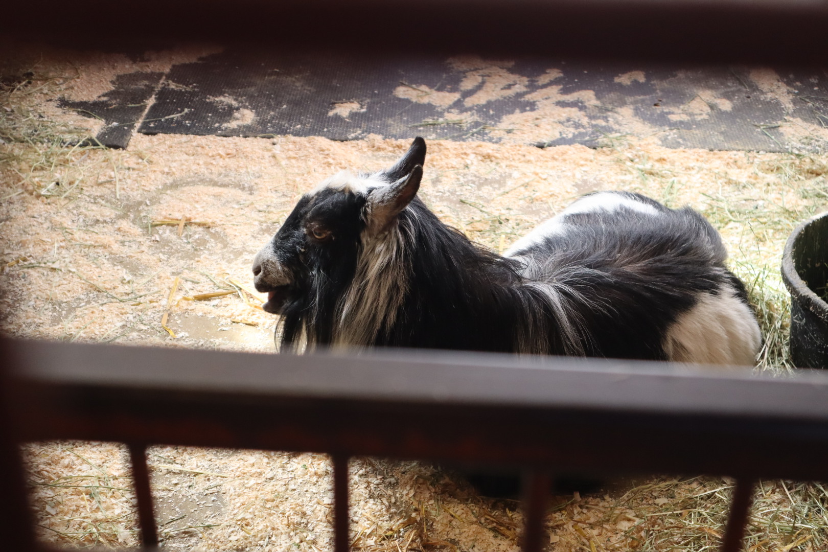 Franklin Farm- Nigerian Dwarf Goat