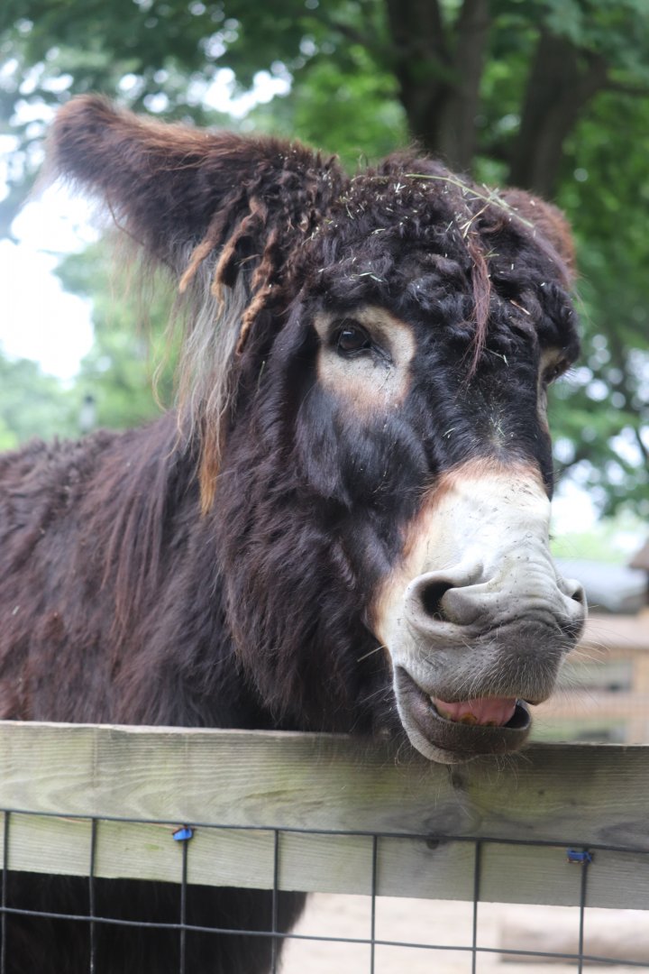 Franklin Farm - Poitou Donkey