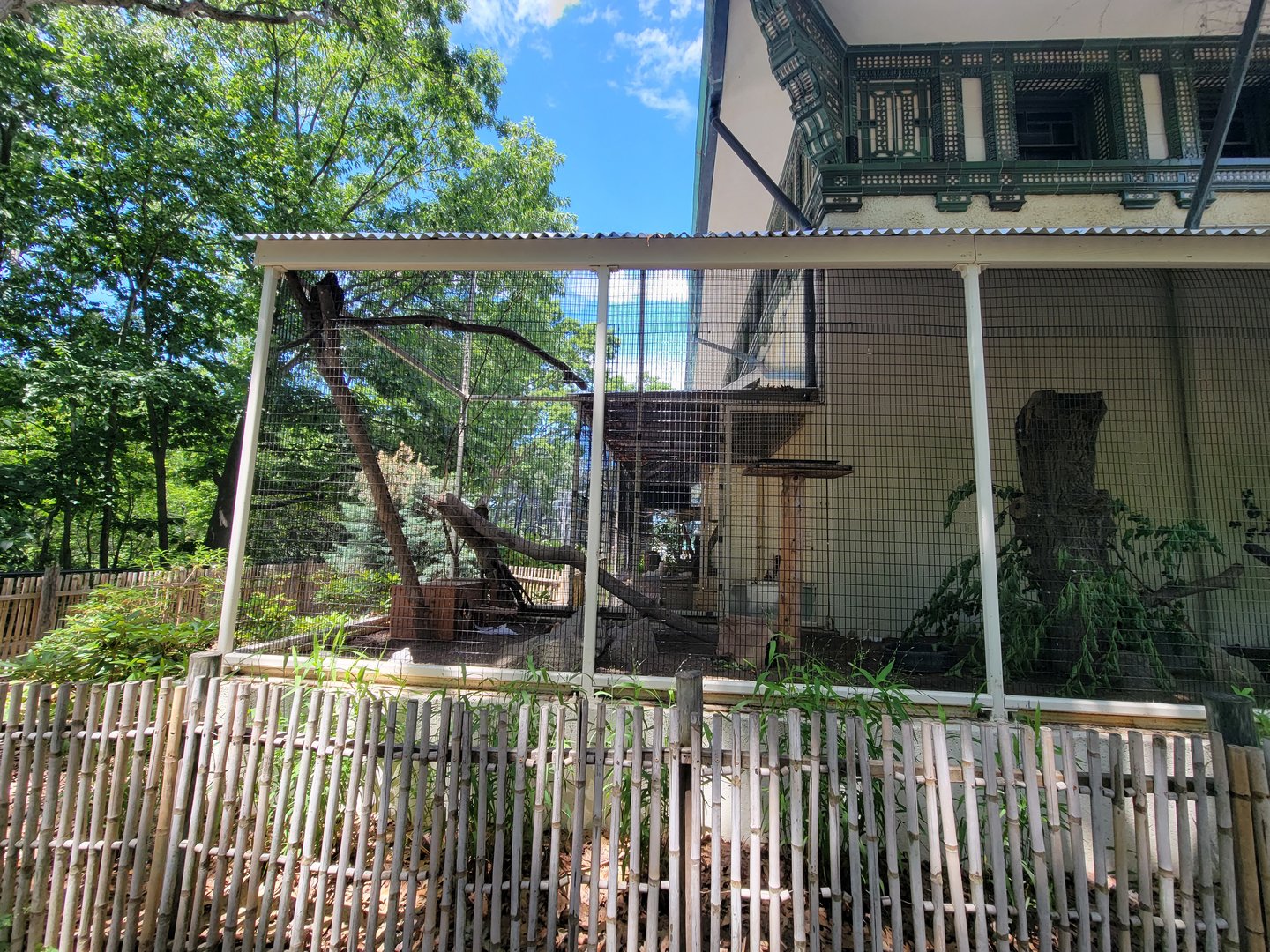 Franklin Park 7/22 - Bird's World outdoors, Kea