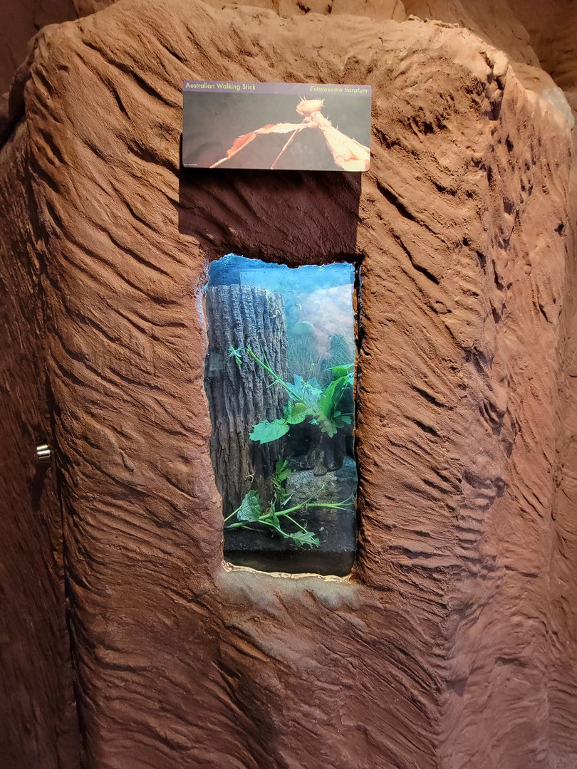 Franklin Park 7/22 - Bird's World Scrubland, Australian walking stick