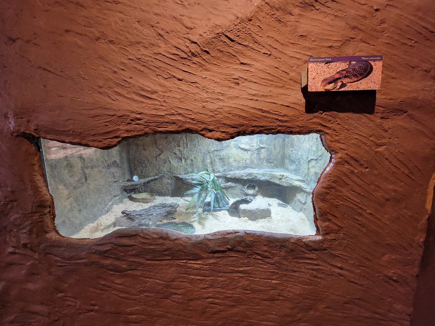 Franklin Park 7/22 - Bird's World Scrubland, blue-tongued skink