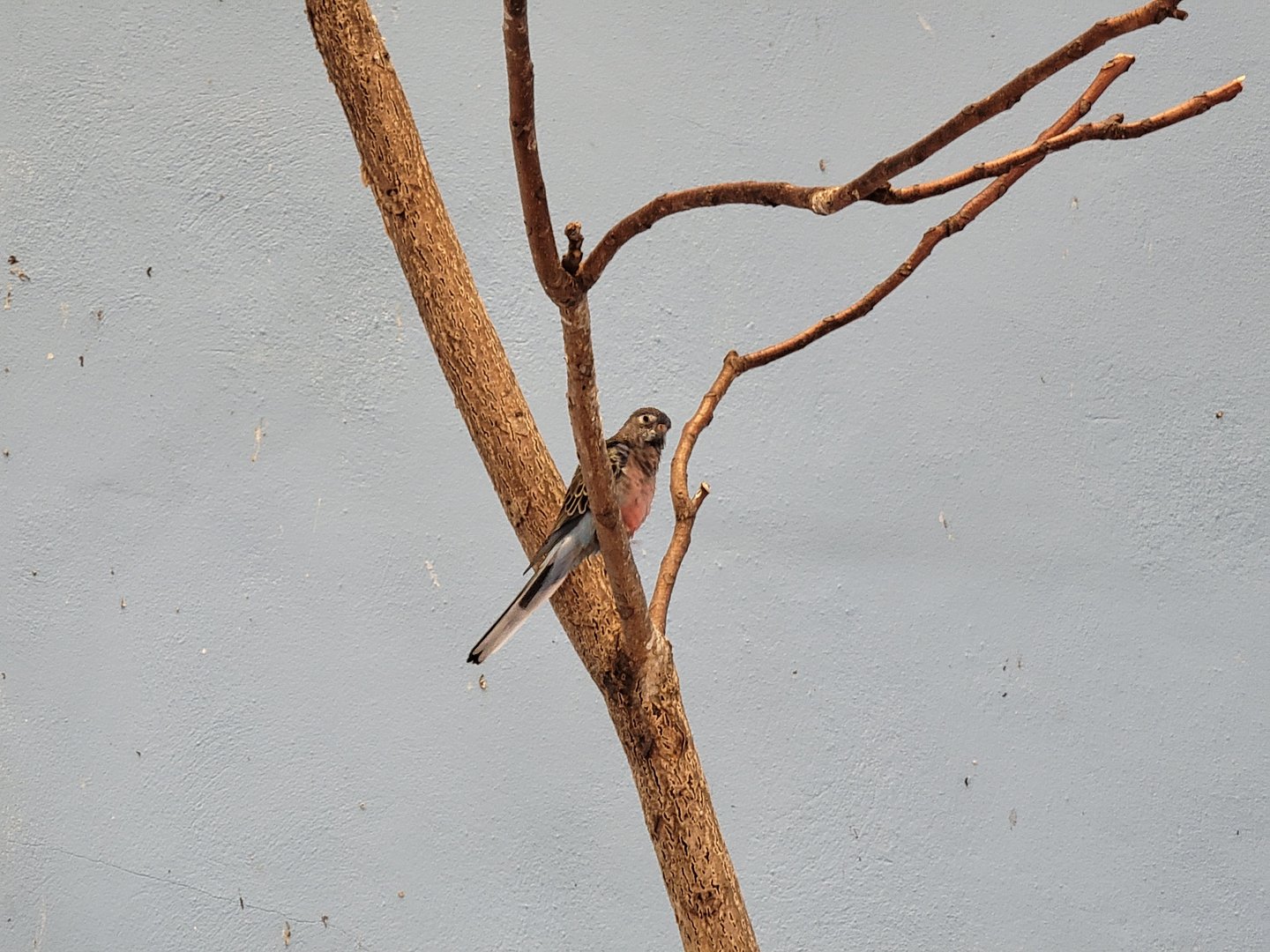 Franklin Park 7/22 - Bird's World Scrubland, Bourke's parakeet