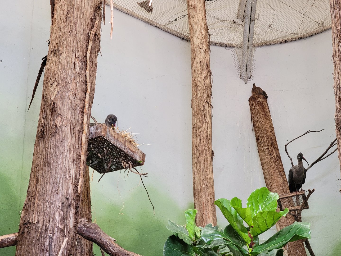 Franklin Park 7/22 - Bird's World Swamp exhibit, hadada ibises