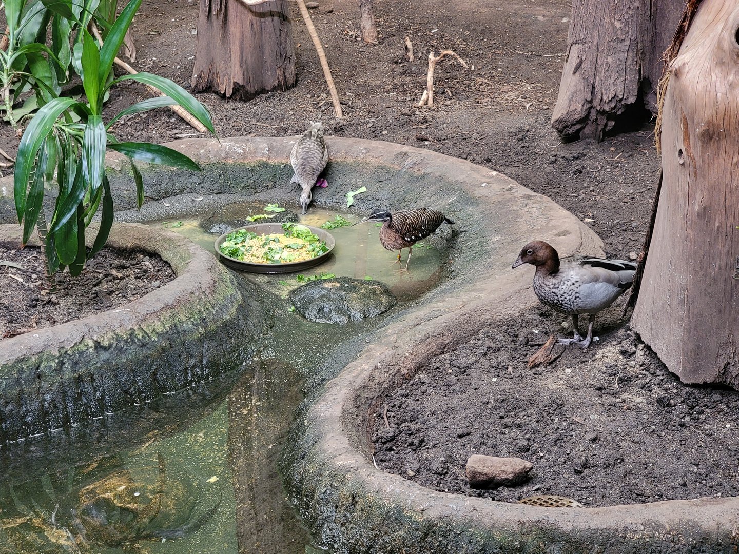 Franklin Park 7/22 - Bird's World Swamp exhibit