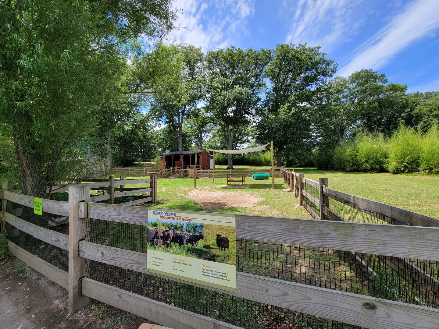 Franklin Park 7/22 - Black Welsh mountain sheep