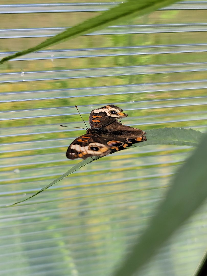 Franklin Park 7/22 - Butterfly Hollow, Buckeye
