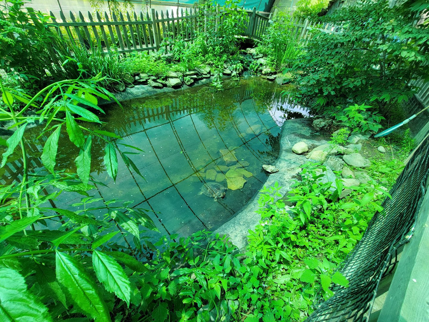 Franklin Park 7/22 - Butterfly Hollow, Common Cooter