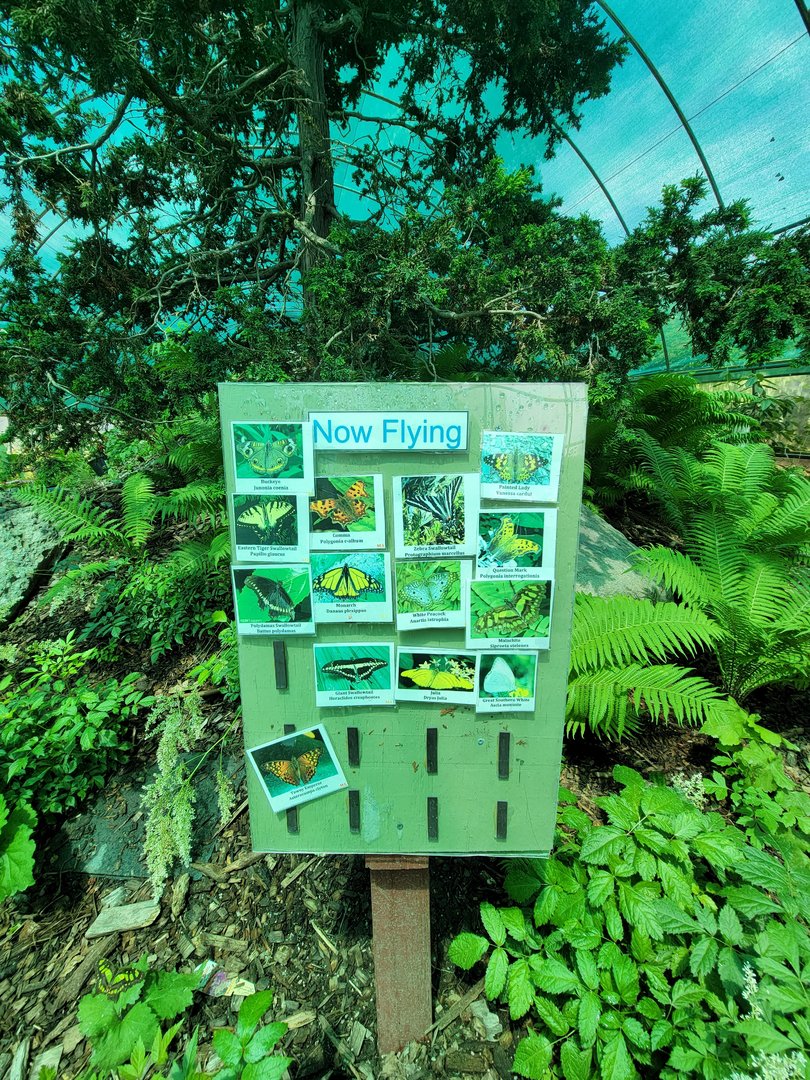 Franklin Park 7/22 - Butterfly Hollow, species currently out