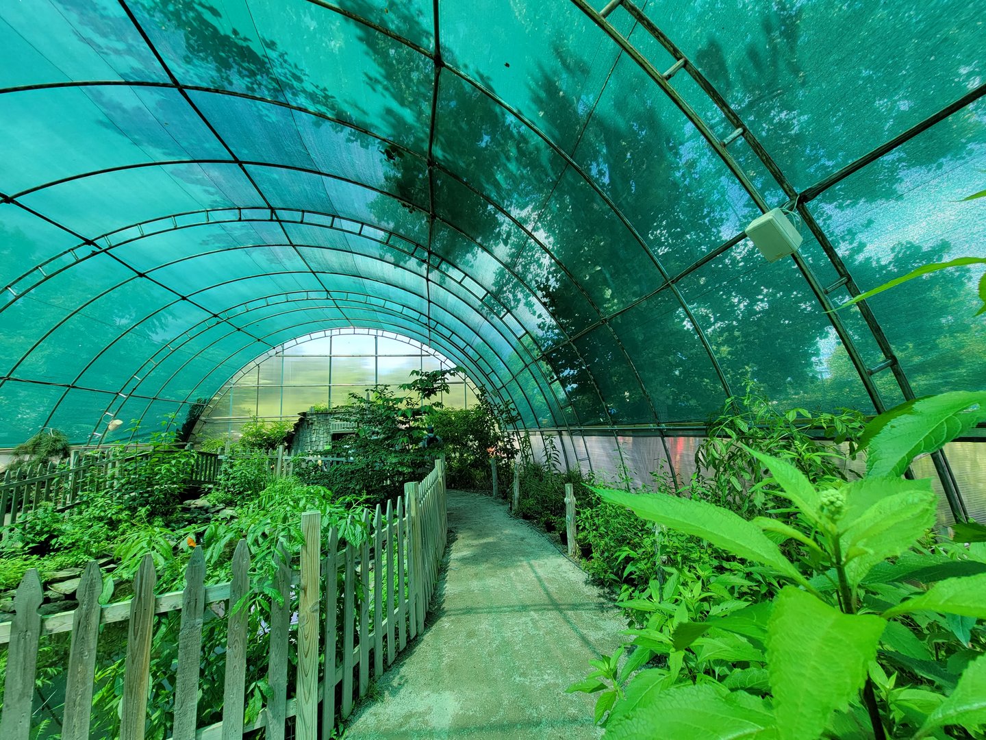 Franklin Park 7/22 - Butterfly Hollow, turtle pond