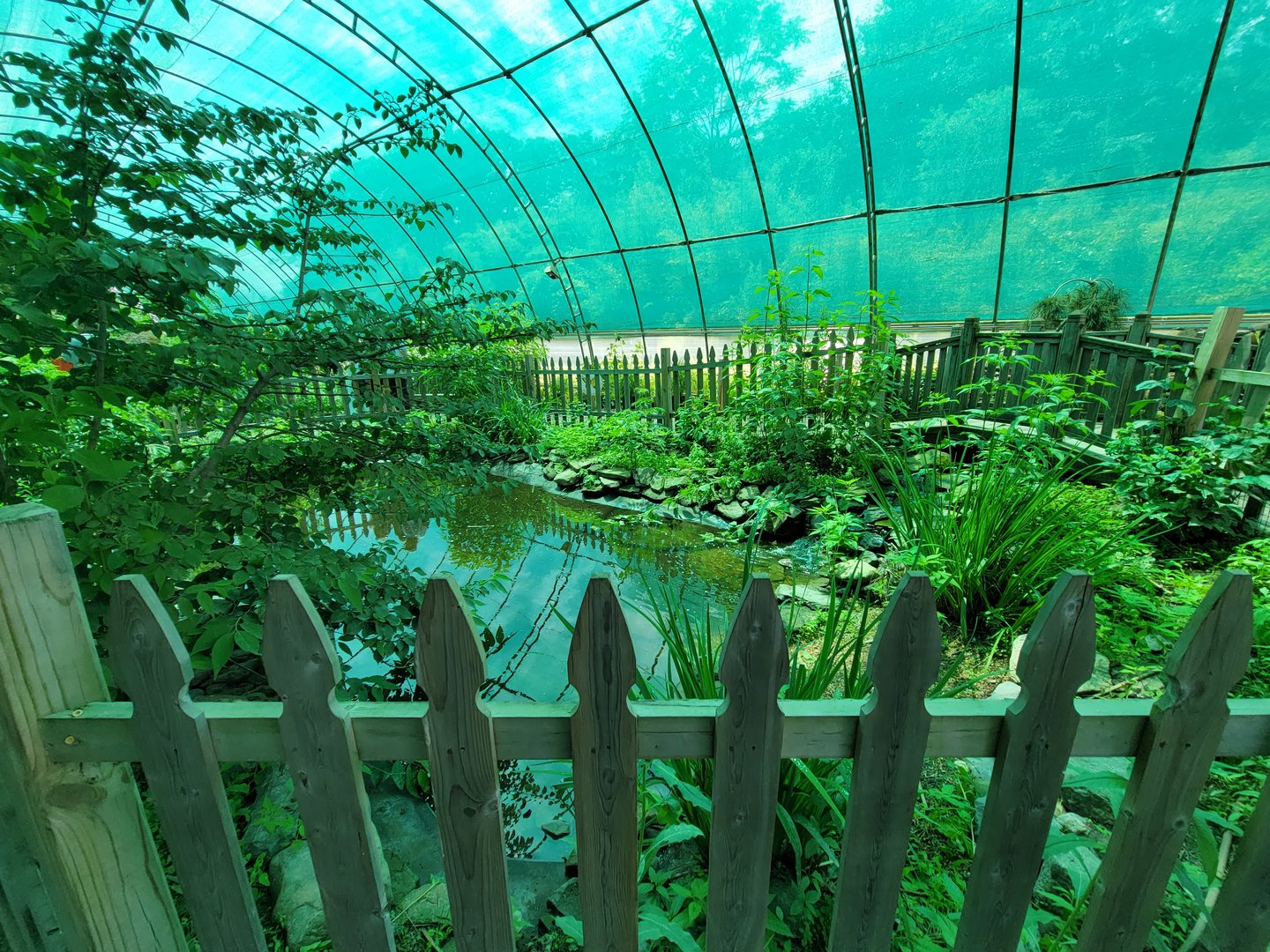 Franklin Park 7/22 - Butterfly Hollow, turtle pond