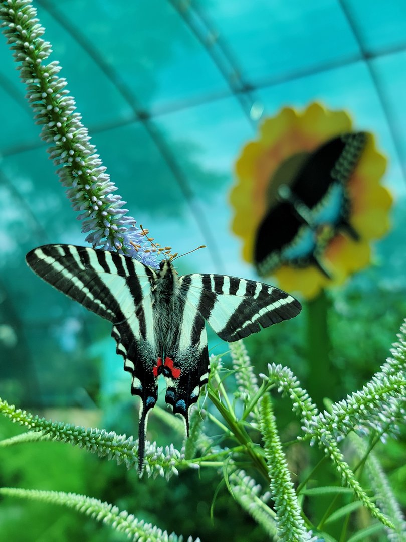 Franklin Park 7/22 - Butterfly Hollow , Zebra Swallowtail