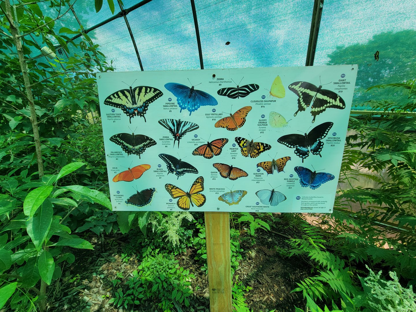 Franklin Park 7/22 - Butterfly Hollow