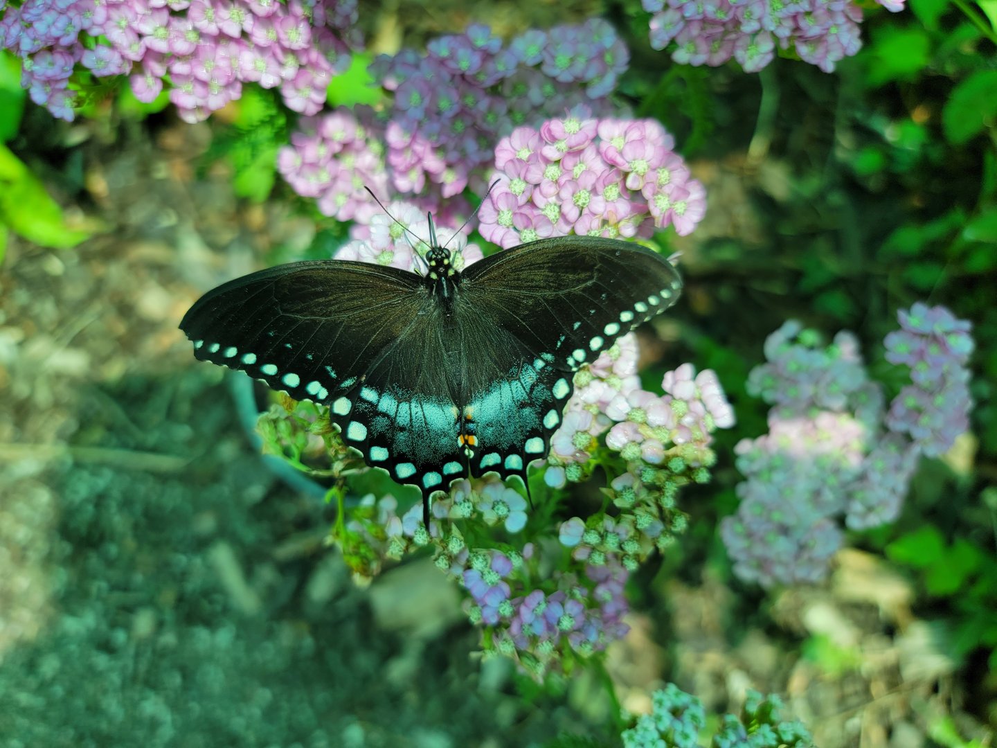 Franklin Park 7/22 - Butterfly Hollow