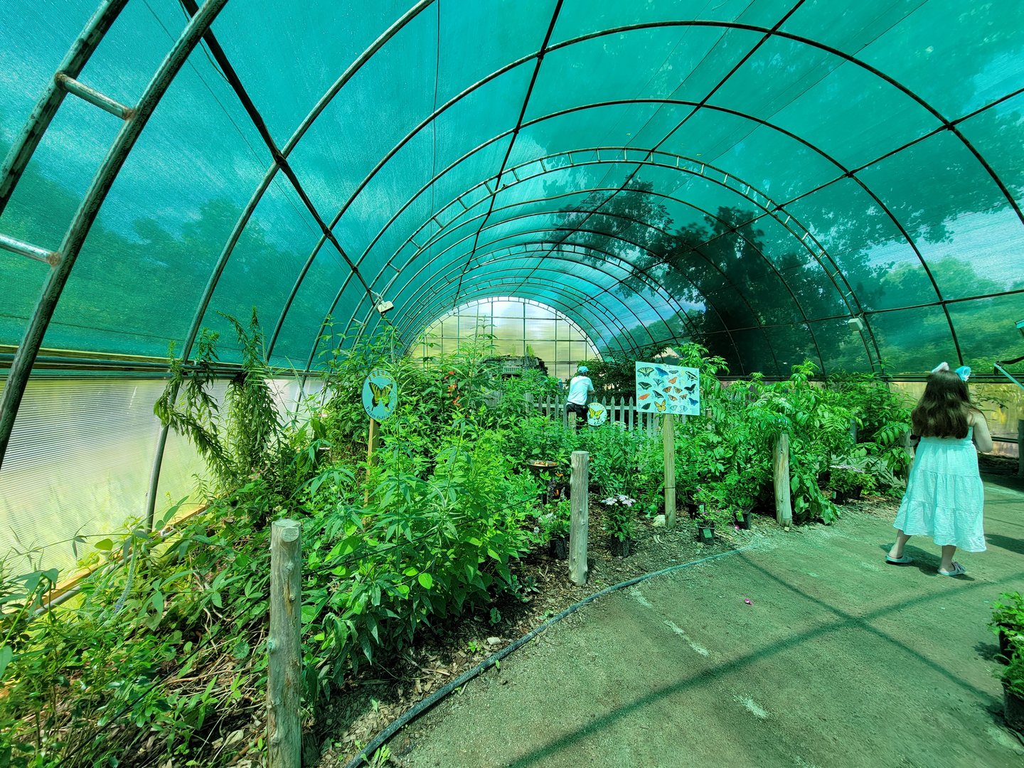 Franklin Park 7/22 - Butterfly Hollow