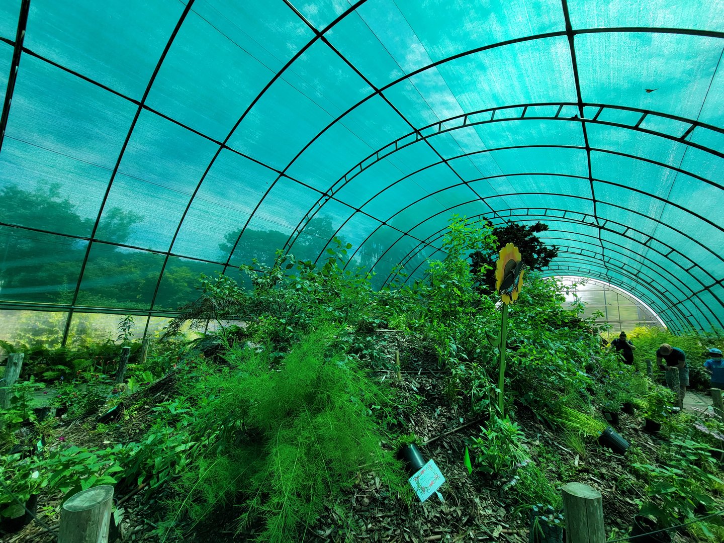 Franklin Park 7/22 - Butterfly Hollow