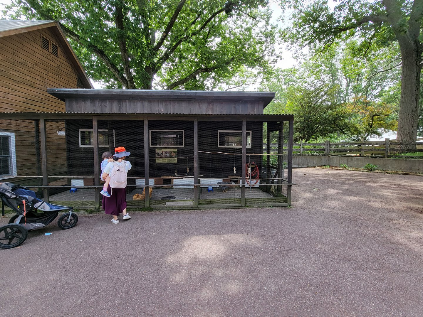 Franklin Park 7/22 - Franklin Farm chickens