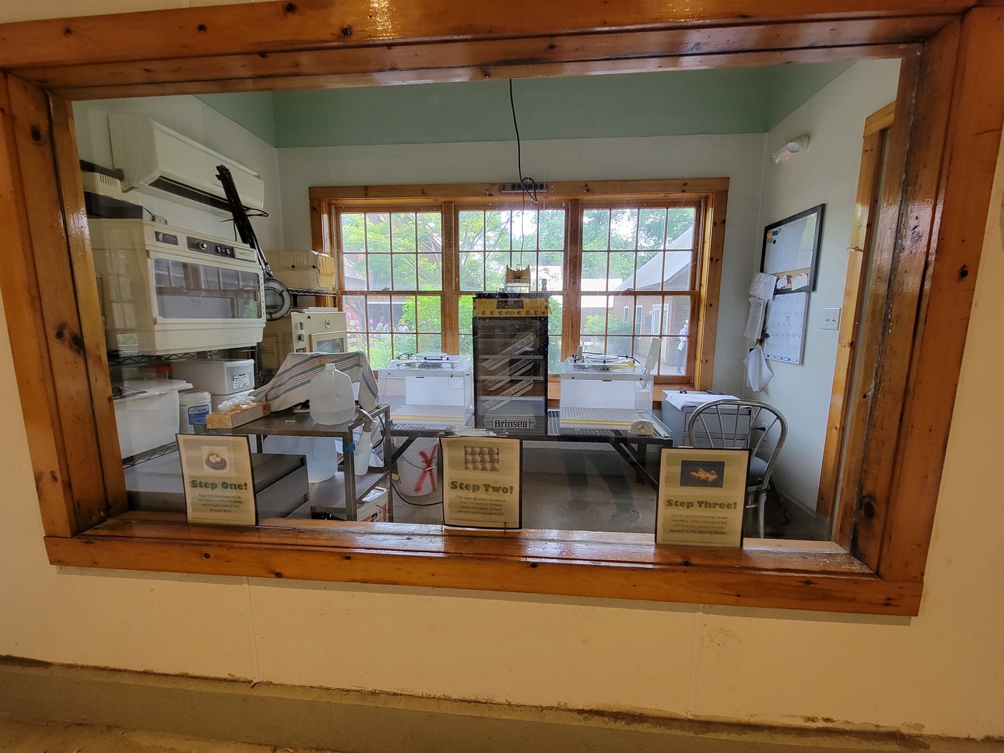 Franklin Park 7/22 - Franklin Farm incubated eggs