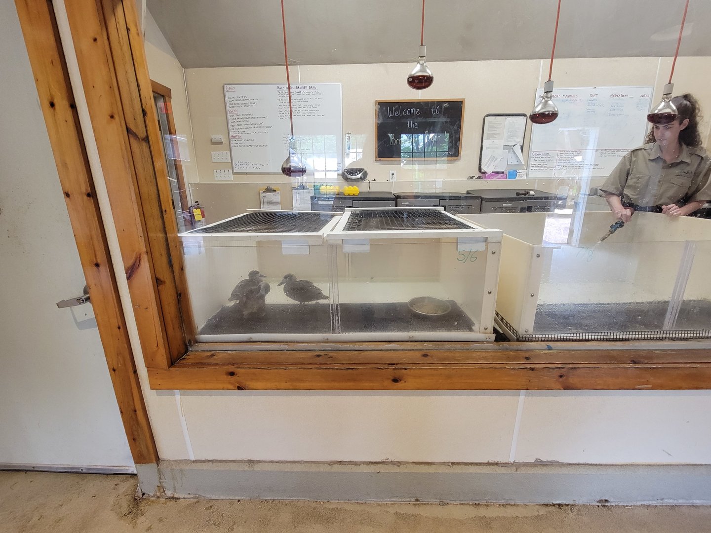 Franklin Park 7/22 - Franklin Farm unsigned ducklings