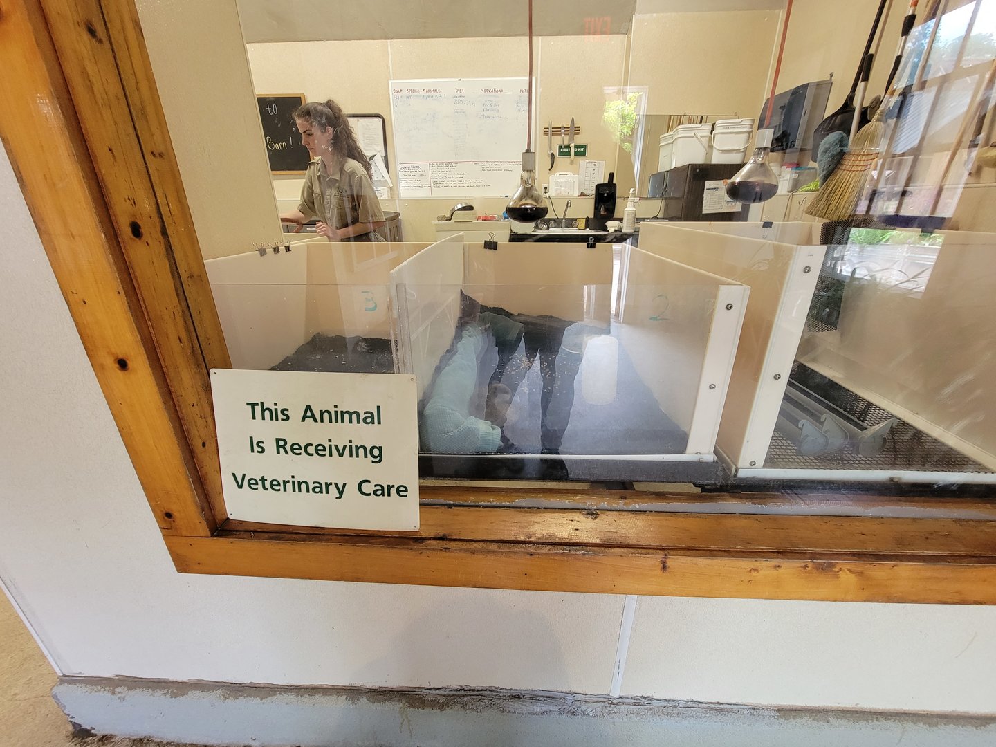 Franklin Park 7/22 - Franklin Farm unsigned ducklings