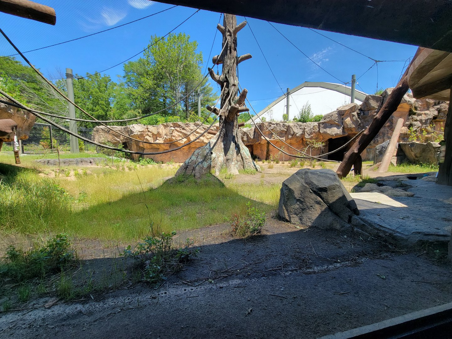 Franklin Park 7/22 - Gorilla Grove outdoors