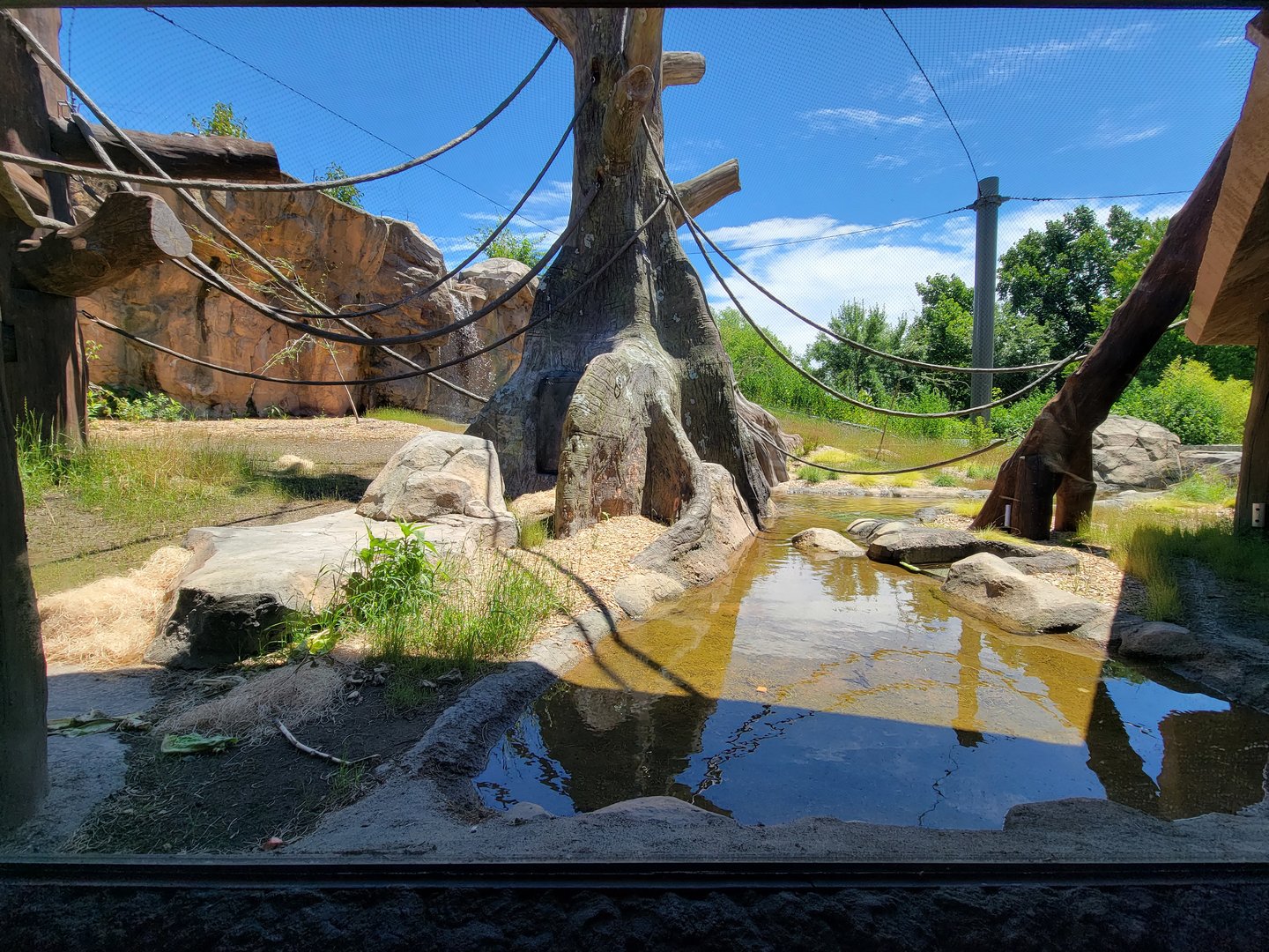 Franklin Park 7/22 - Gorilla Grove outdoors